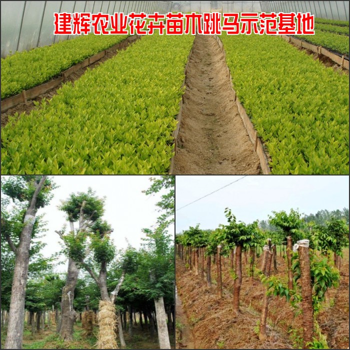 20100106194951431_conew1.jpg